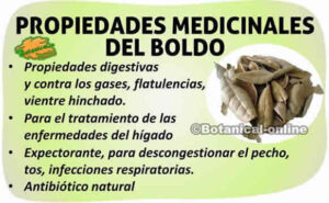Conoce los beneficios medicinales del boldo: propiedades y usos