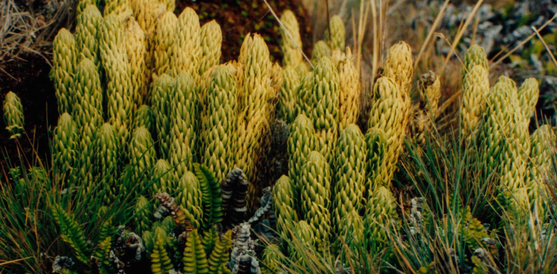 Potentes plantas afrodisíacas para mejorar tu vida sexual