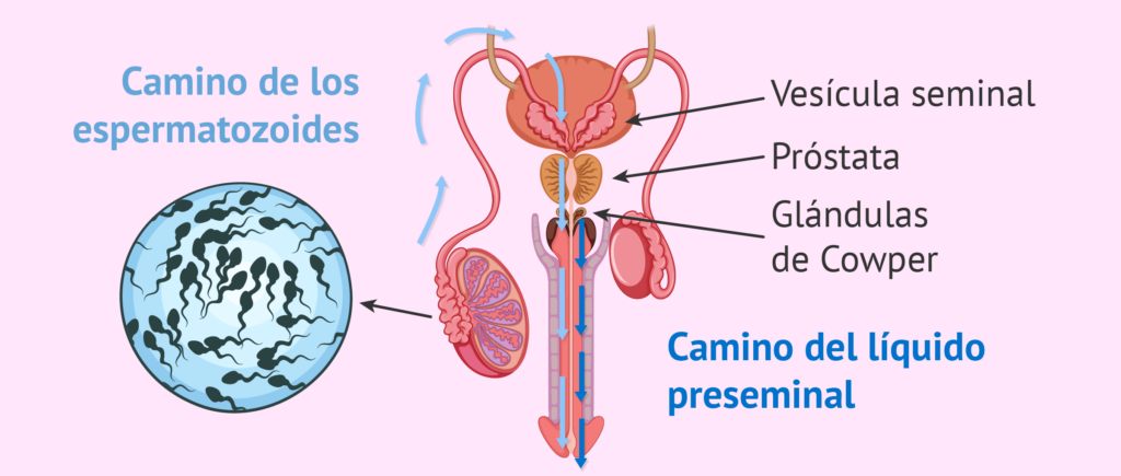 Todo lo que necesitas saber sobre el líquido preseminal | Nutriaventura